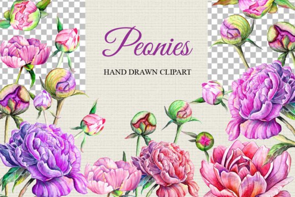 Elevate Your Designs with Hand Drawn Watercolor Peonies Clipart